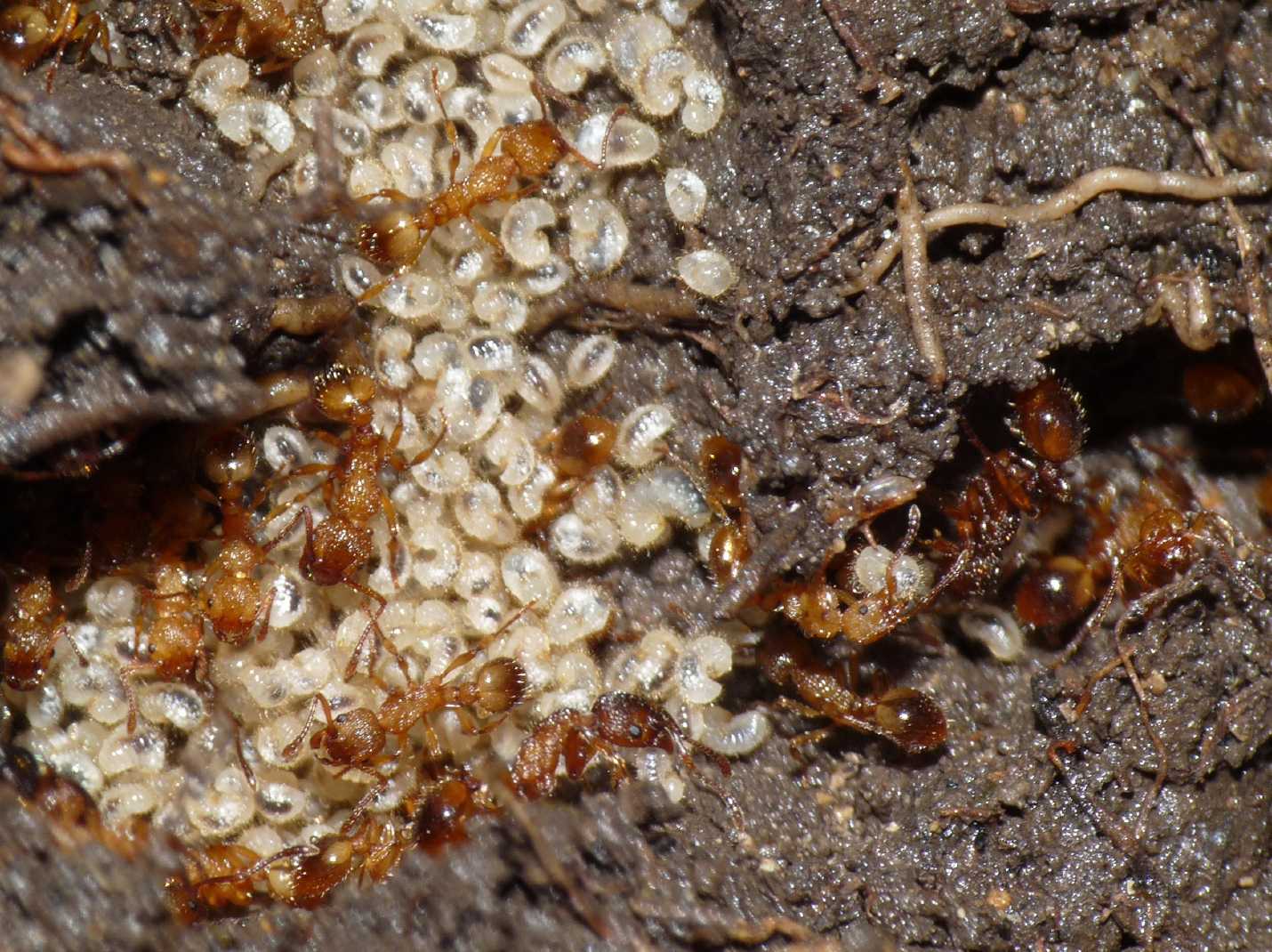 Formicaio di Myrmica sp?